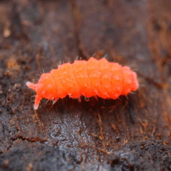 Orange Springtails – Babylon Terrariums