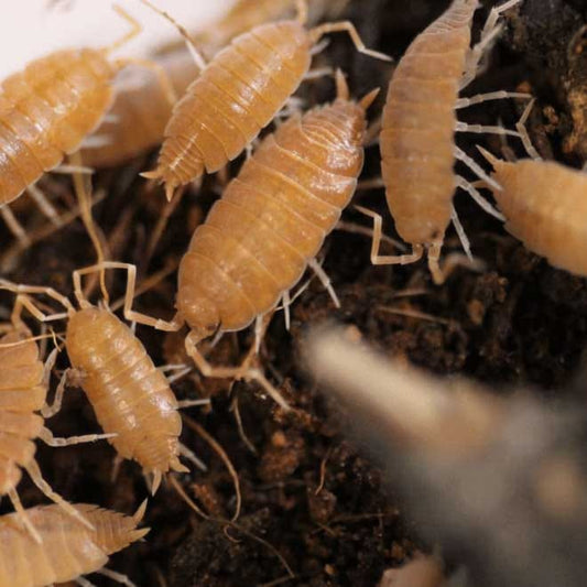 Orange Isopods image 0