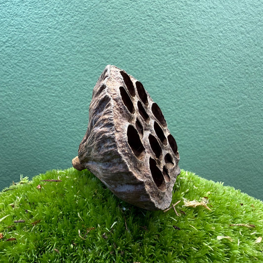 Lotus seed pod
