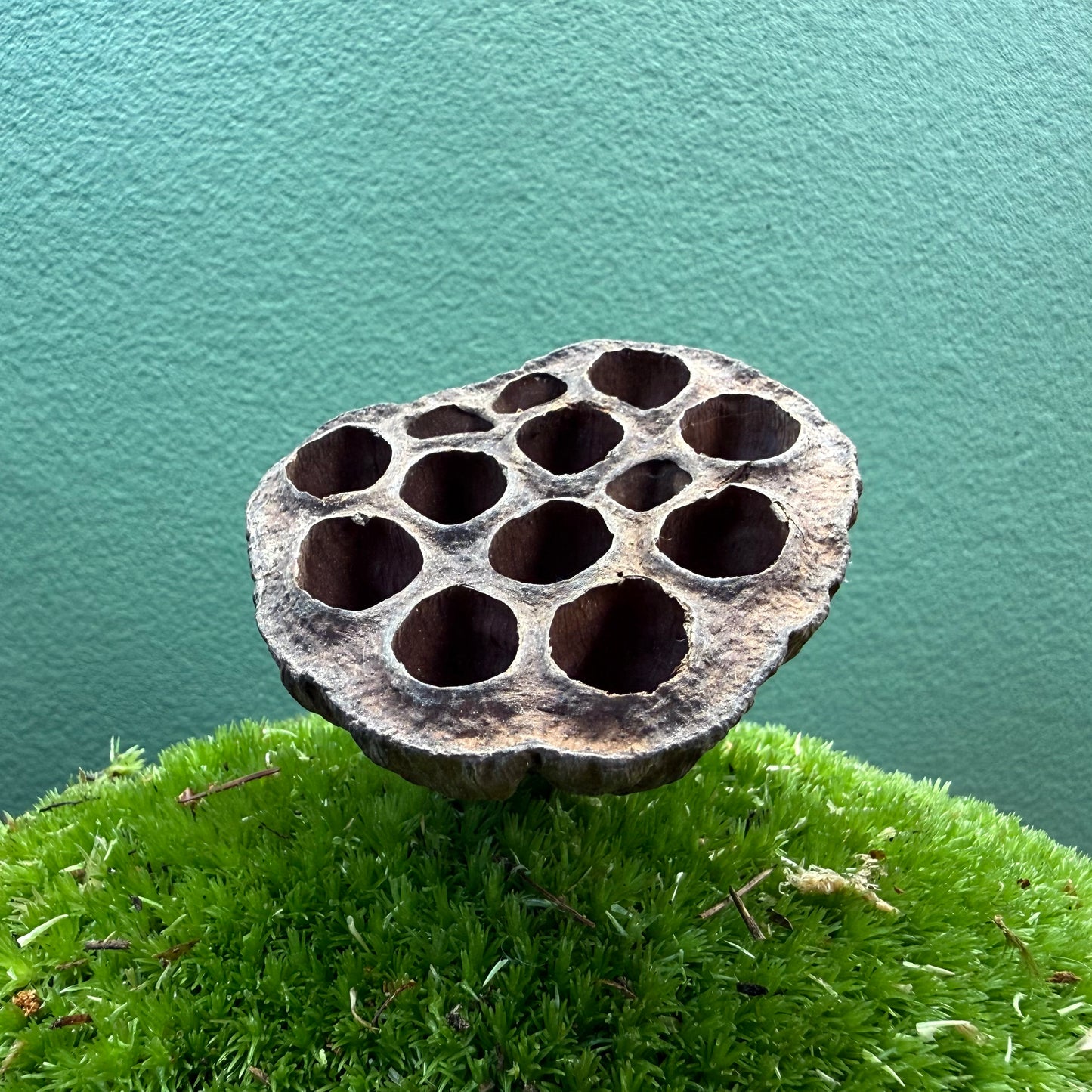 Lotus seed pod