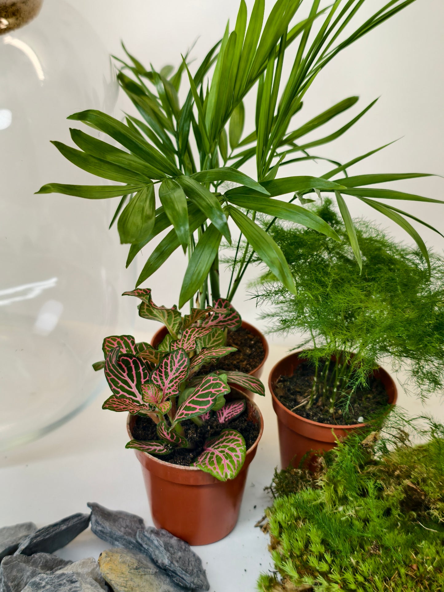 Deluxe Terrarium Kit 22cm