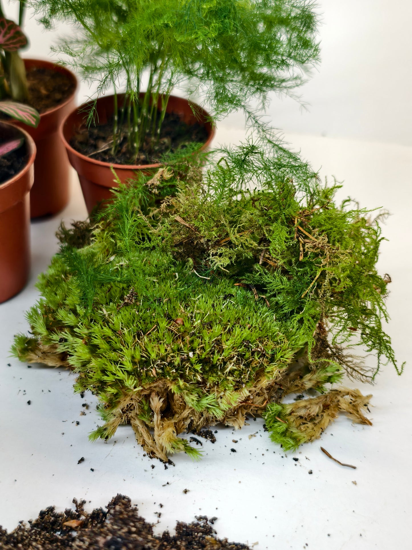 Deluxe Terrarium Kit 22cm