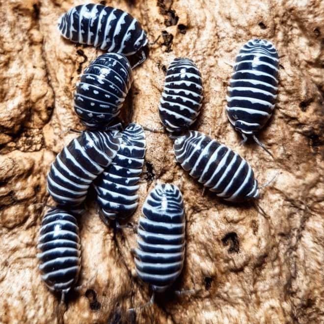 Zebra Isopods image 0