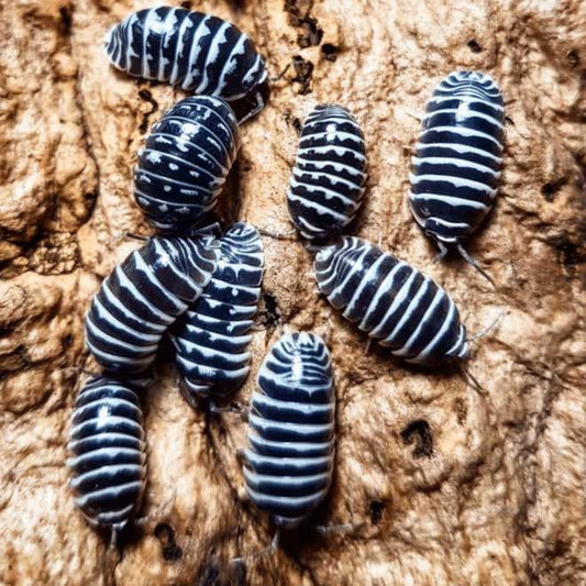 Zebra Isopods image 0